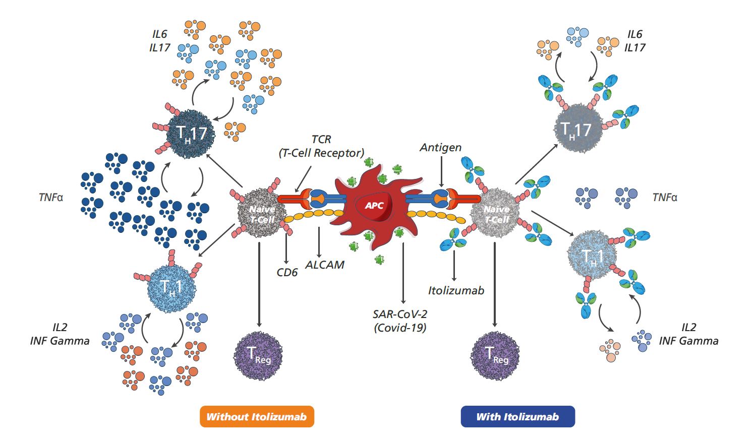 Itolizumab MOA